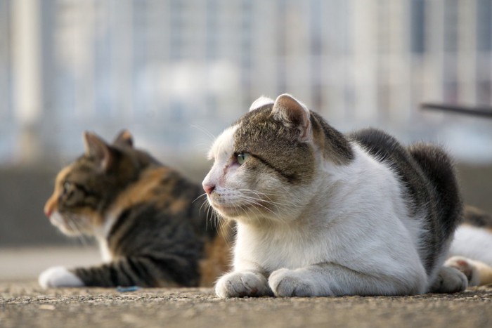 向こうを見ている猫