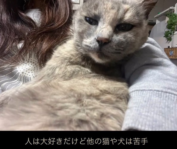 抱っこされる猫