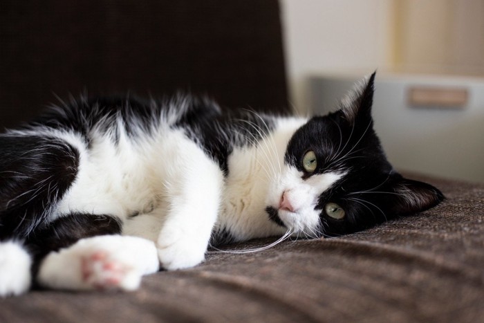 不機嫌そうな猫