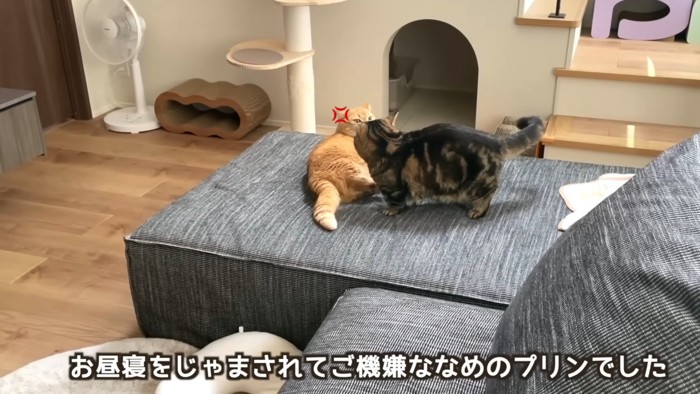「お昼寝をじゃまされてご機嫌ななめのプリンでした」