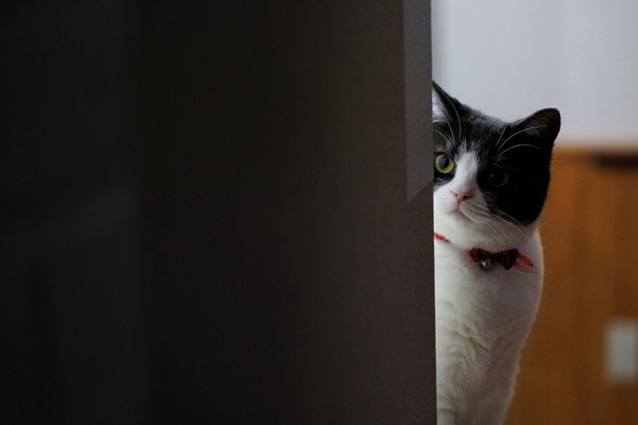 物陰から見る猫