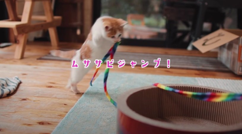 高くジャンプする子猫