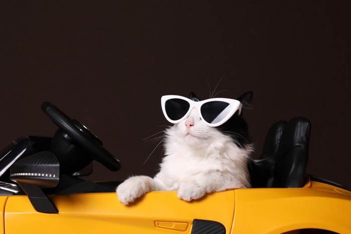 ドライブ中の猫