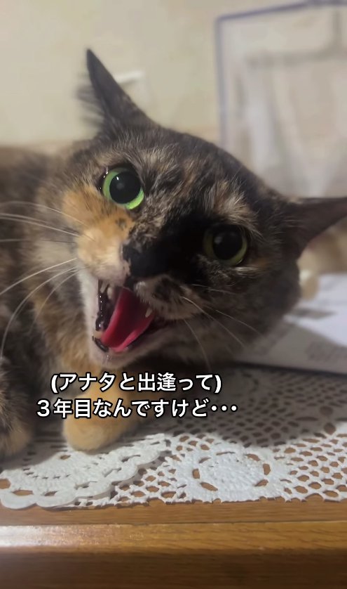 サイドボードの上で威嚇するサビ猫