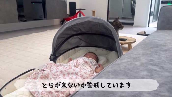 近づくももまるちゃん