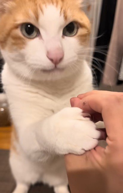 食後の猫