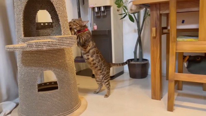 爪とぎをする猫