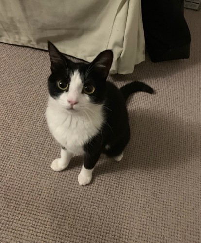 おすわりする小さい猫