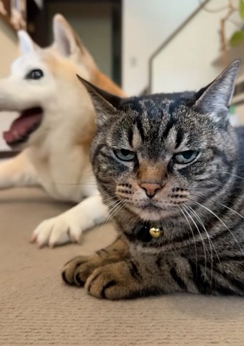 対照的な表情の犬と猫