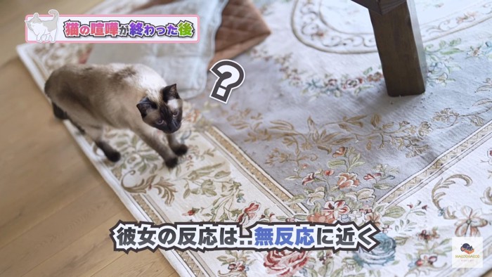 カーペットの上のシャム猫