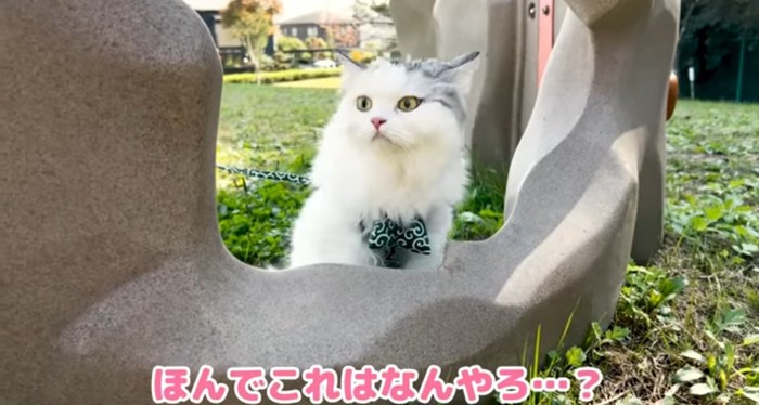 遊具の中の猫