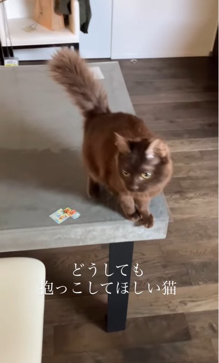 机の端に座る猫