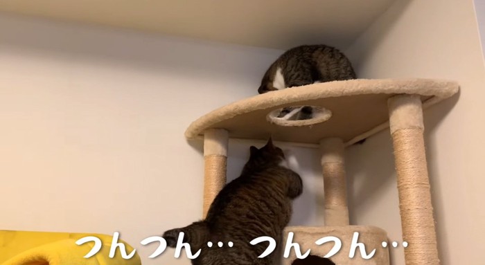 タワーの猫