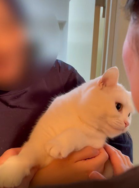 抱っこされている猫