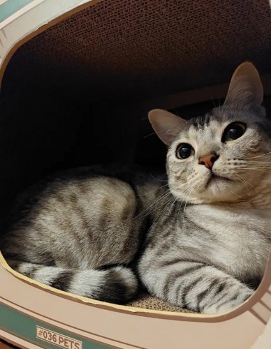 爪とぎの中にいる猫