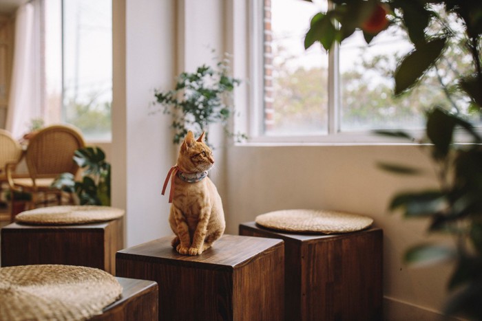 木調の部屋でたたずむ茶トラ猫