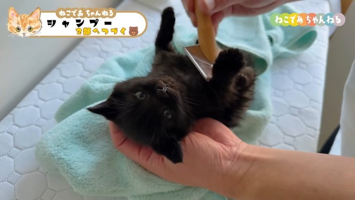 ブラッシング中の黒子猫