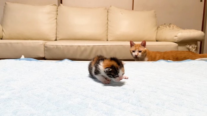 こちらを向いたむぎくん