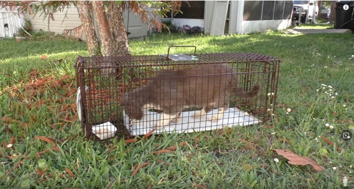 捕獲器の中の猫