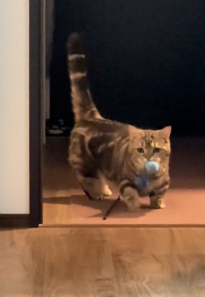 戻ってくる猫