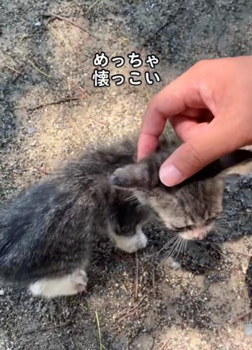 撫でられる子猫