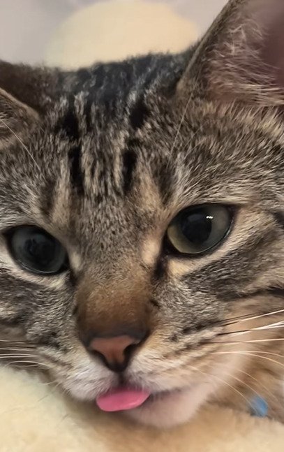 舌を出す猫