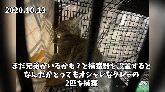 捕獲器の中にいる2匹の子猫