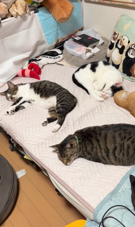 気持ちよさそうに寝る猫
