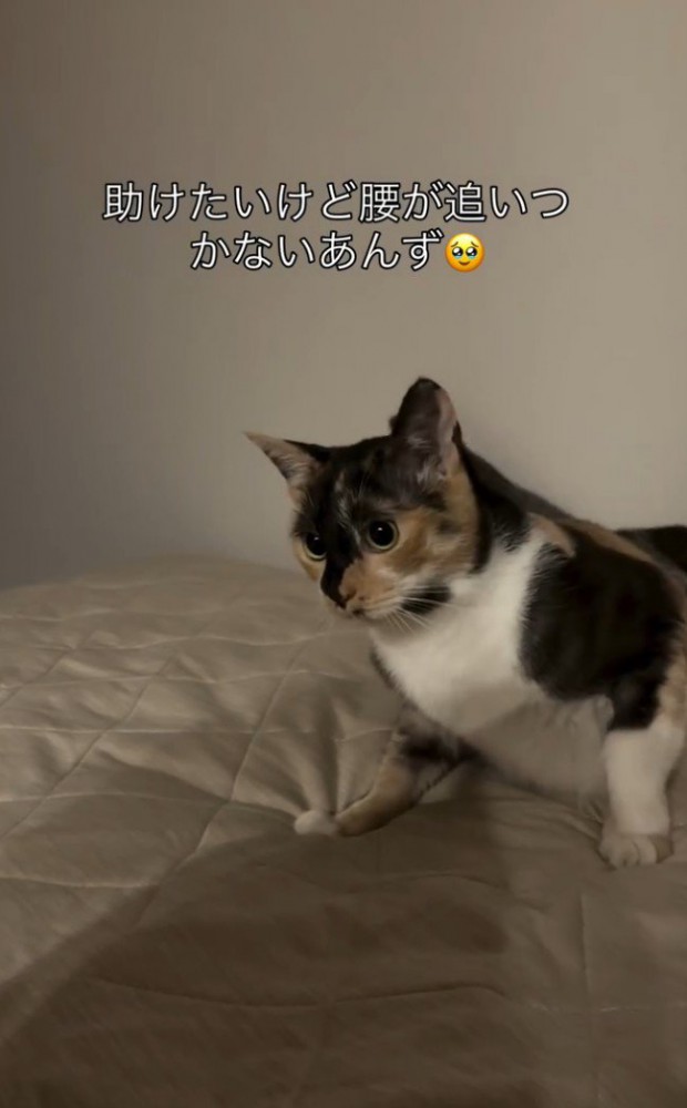 「助けたいけど…」と書かれた写真