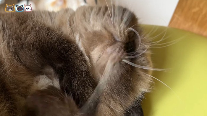 顔のドアップ