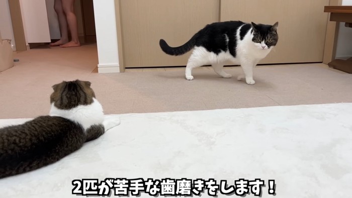 立っている猫と寝そべる猫