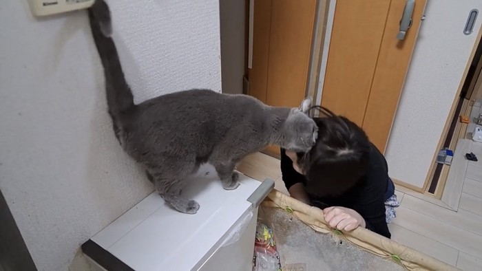 飼い主と遊ぶ猫