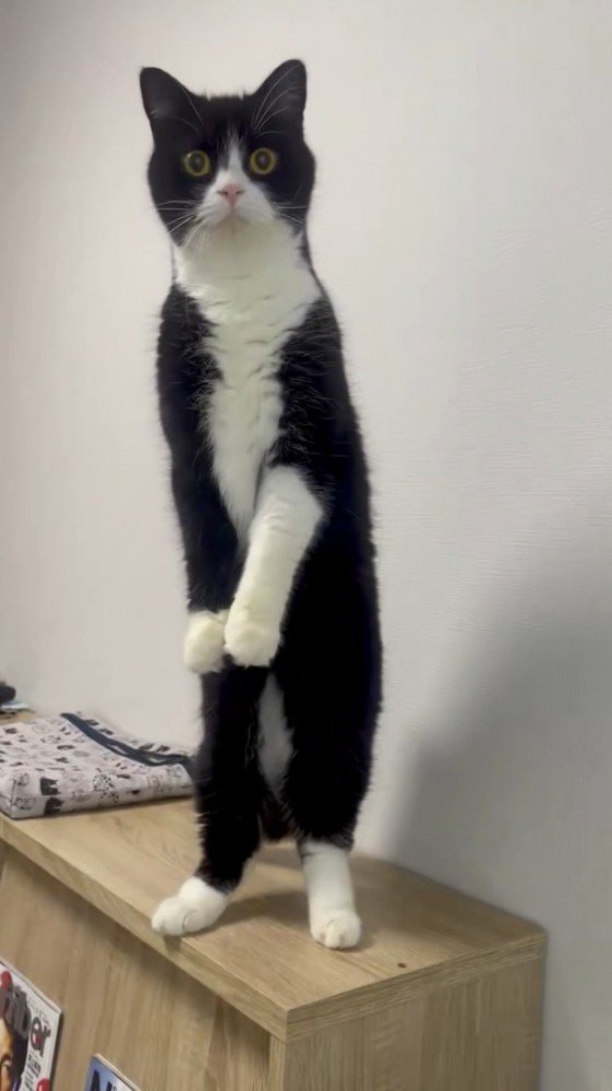 後ろ足で立ち上がる猫