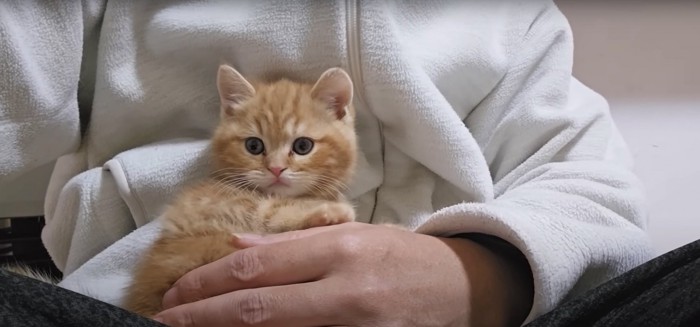 飼い主に抱っこされている子猫