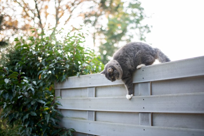 下に降りようとしている猫