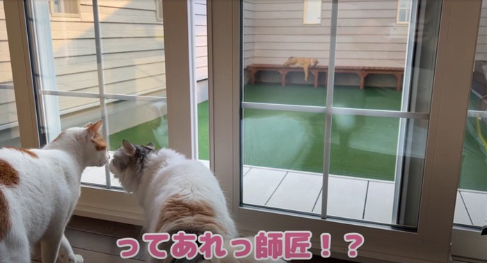 向かい合って鼻をくっつける猫2匹