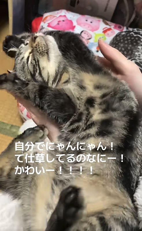 目をつむりながら両前足を上げている猫