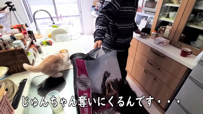 フードを奪う子猫