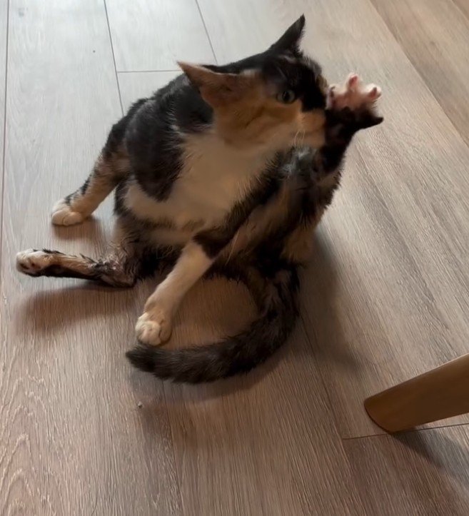 毛づくろいする猫