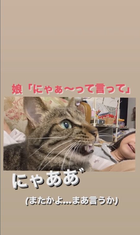 2度目の鳴き声をあげる猫