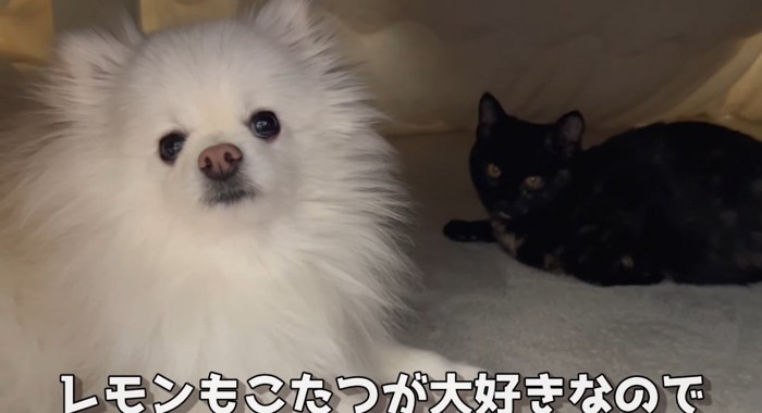 コタツの中の猫と犬