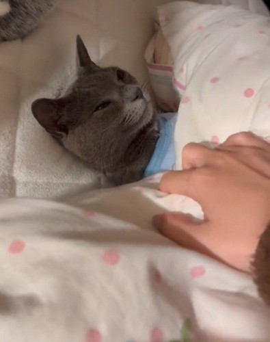仰向け姿勢で布団の中に入っている猫