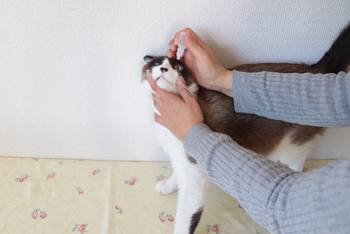 飼い主に目薬をさされているハチワレ猫