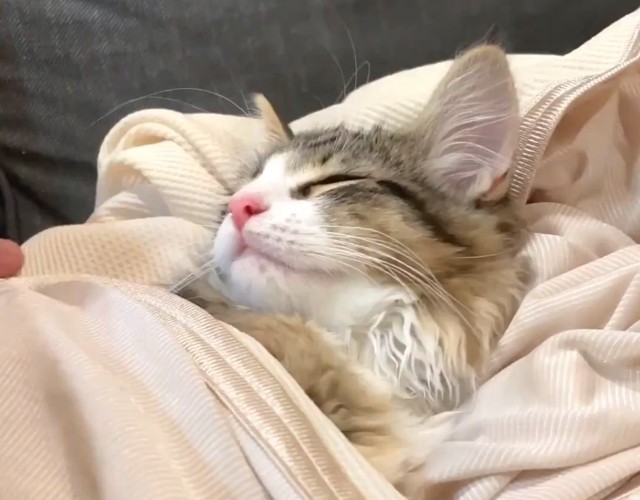 眠る子猫