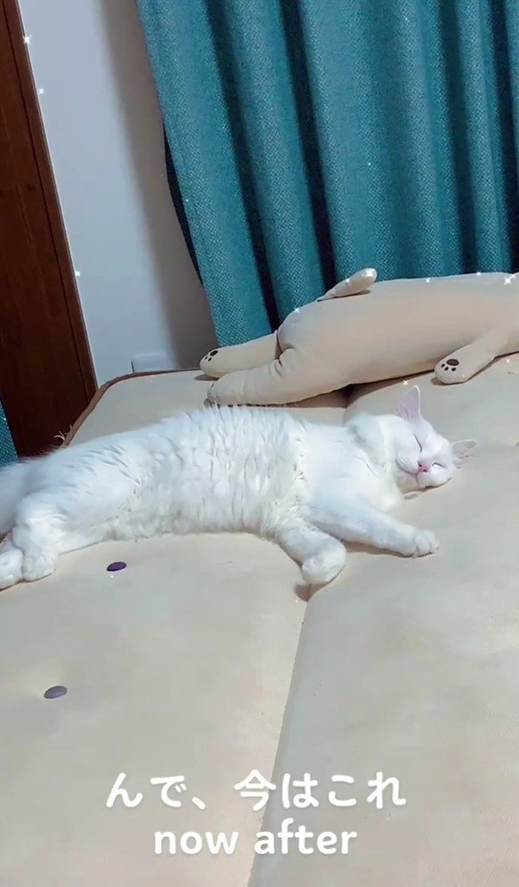 寝ている白猫