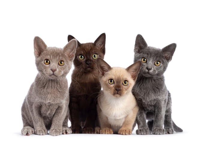 毛色の異なる4頭のバーミーズの子猫