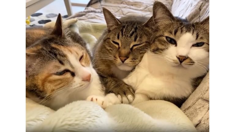 ソファーにいる猫たち