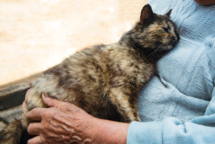 飼い主に抱っこしてもらう高齢猫