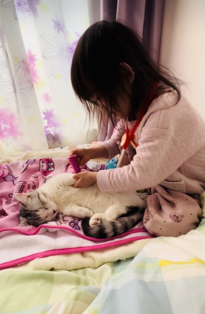 ベッドの上でお医者さんごっこをする女の子とマンチカン