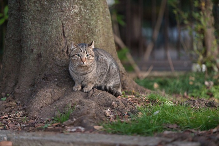 キジトラ猫